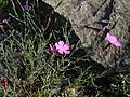 Dianthus nardiformis