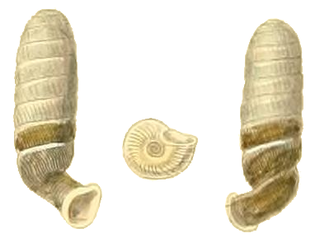 <span class="mw-page-title-main">Diapheridae</span> Family of gastropods