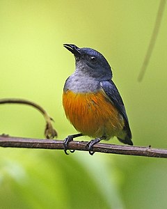 Оранжевокоремен цветояд (D. trigonostigma)