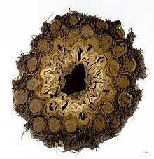 Cross-section of trunk, MHNT Dicksonia antarctica MHNT.BOT.2012.10.39.jpg