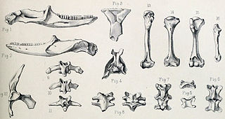 <span class="mw-page-title-main">Mauritian giant skink</span> Extinct species of lizard