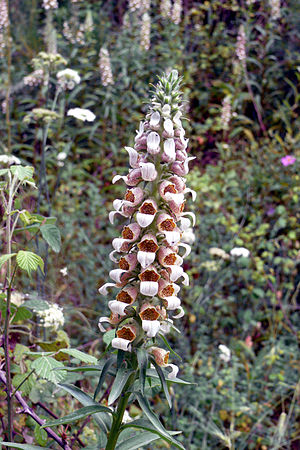 Digitalis lanata 1.JPG