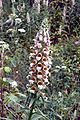 Digitalis lanata