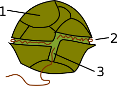 Estructura de un dinoflagelado: 1-placa de la teca, 2-cíngulo con el flagelo transversal, 3-sulcus con el flagelo longitudinal.