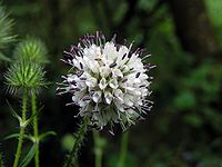 Dipsacus pilosus