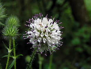 <center>Dipsacus pilosus</center>