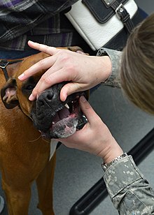 A veterinarian examines her patient's teeth to check hygiene status. Dover Air Force Base Veterinarian Treatment Facility 150227-F-PT194-044.jpg