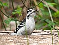 Thumbnail for File:Downy woodpecker (01403).jpg