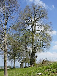 Naturdenkmal Göbellinde