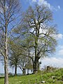 Naturdenkmal „Göbellinde“ bei Drewer im April