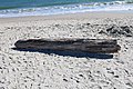 Driftwood at the Huntington Beach State Park beach 1.jpg