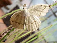Confused eusarca moth (Eusarca confusaria) trapped by Drosera filiformis