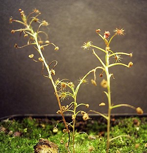 Drosera banksii