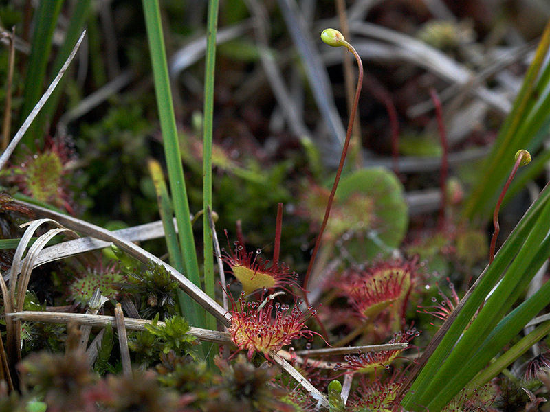 File:Drosera rotundifolia Zwergform-Kaernten-2008-Thomas Huntke.jpg