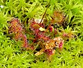 Growing in green sphagnum in Oregon, with prey /Creciendo en sphagnum verde, con presa