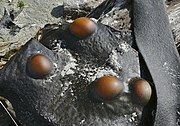 Beachcast D. antarctica kelp frond with blisters caused by an infection