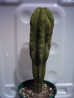 <i>Echinopsis scopulicola</i> Species of cactus