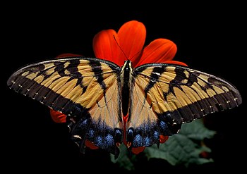 Eastern Tiger Swallowtail Papilio glaucus Fema...