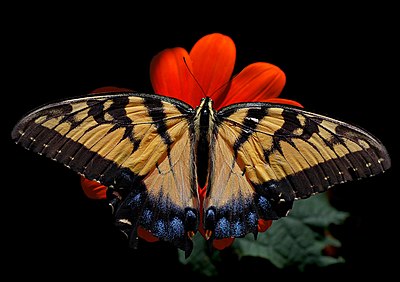 Kupu-kupu Papilio glaucus betina, asal Amerika Serikat.