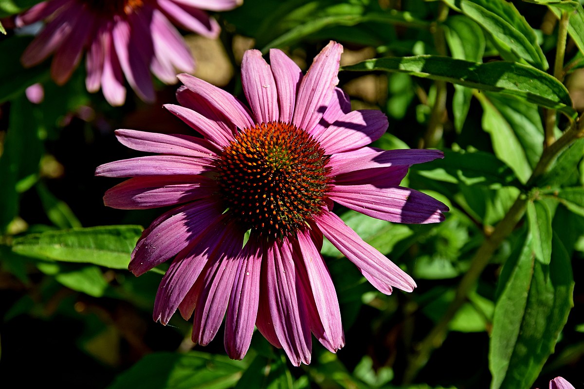 White Petals Purple эхинацея