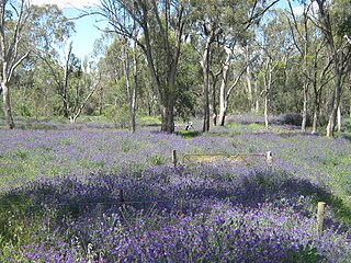 <i>Echium plantagineum</i> in Australia