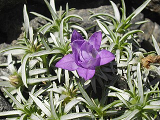 <i>Edraianthus pumilio</i> Species of flowering plant