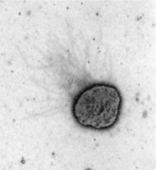 Electron micrograph of Methanococcus maripaludis.png