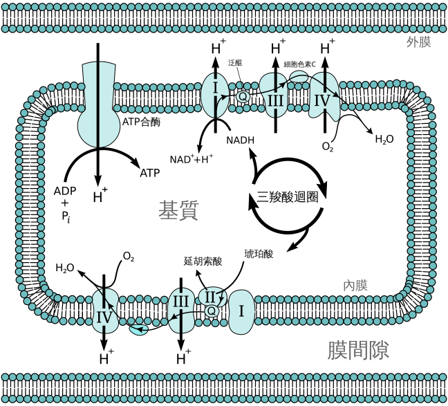 File:Electron transport chain (zh-tw).svg