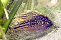 Corydoras elegans