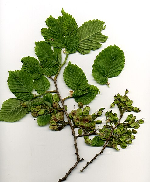 File:Elm Foliage.jpg