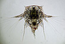 Elminius modestus nauplius.jpg