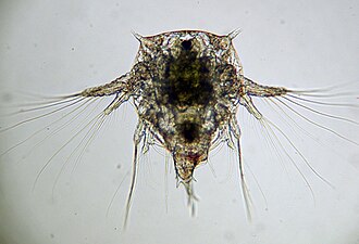 Nauplius of A. modestus Elminius modestus nauplius.jpg