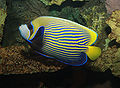 Emperor angelfish, Pomacanthus imperator.jpg