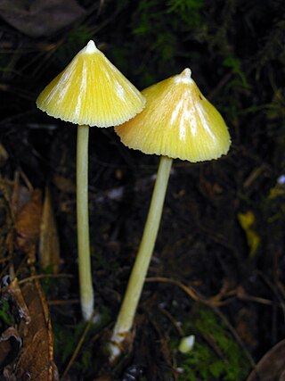 <i>Entoloma murrayi</i> Species of fungus