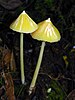 Entoloma murrayi