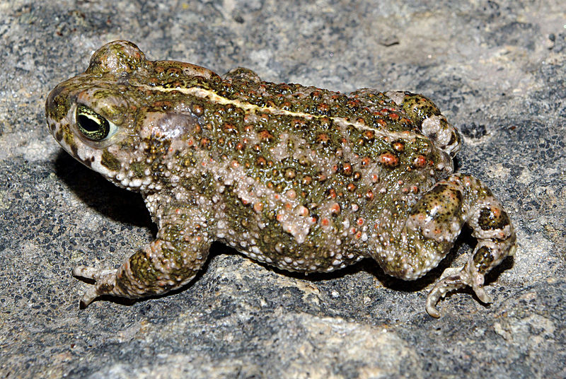 File:Epidalea calamita 02 by-dpc.jpg