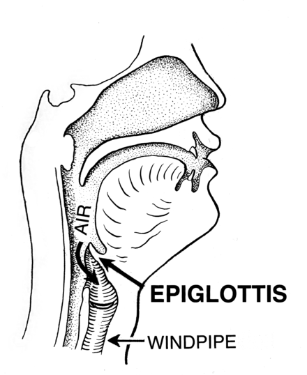 Location of the epiglottis