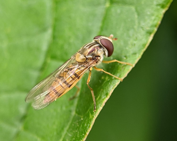 File:Episyrphus balteatus 204169319.jpg