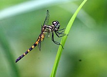 Epithemis mariae- തീക്കറുപ്പൻ (1) .jpg