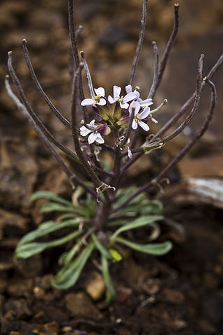 <i>Erysimum redowskii</i> Species of flowering plant