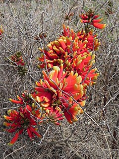 <i>Erythrina acanthocarpa</i> Species of legume