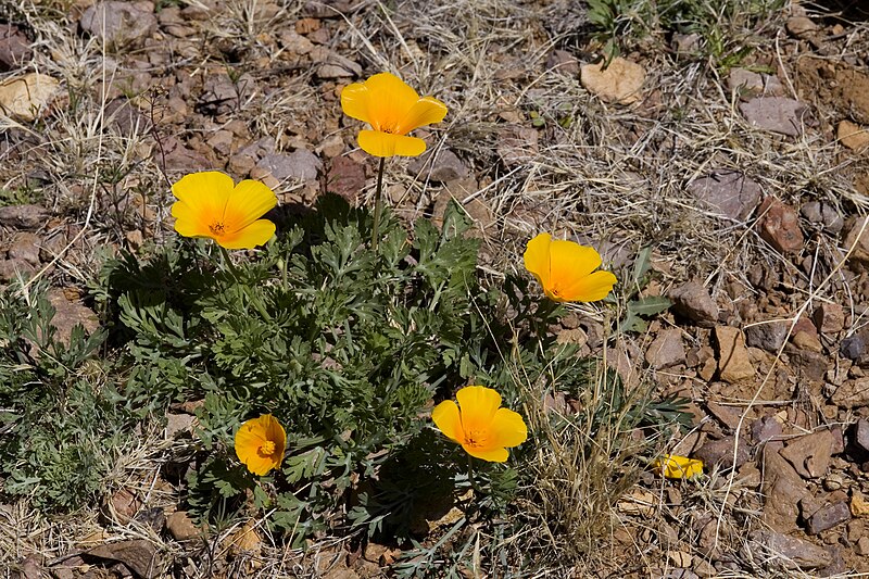 File:Eschscholzia californica subsp. mexicana - Flickr - aspidoscelis (1).jpg