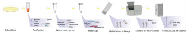 De stadia van een DNA-biochip-experiment