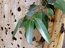 Eucalyptus cladocalyx leaves and bark.jpg