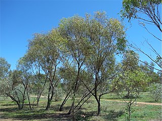 <i>Eucalyptus normantonensis</i> Species of eucalyptus