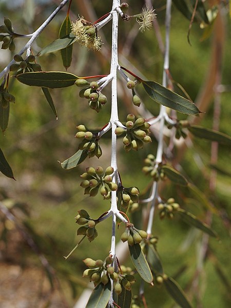 Eucalyptus_pendens