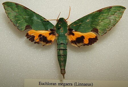 Euchloron