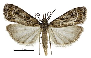 Eudonia legnota male.jpg