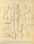 Eulophia venosa - Pterostylis turfosa - Townsonia viridis (as Acianthus viridis) - Xenia 2 pl 187.jpg