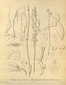 Townsonia viridis (as syn. Acianthus viridis) plate 187, fig. III 13-15 in: H. G. Reichenbach: Xenia orchidacea - vol. 2 (1874)